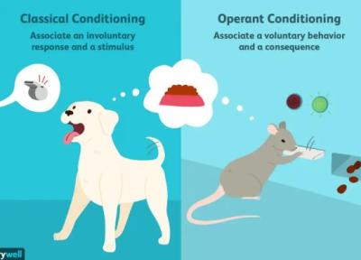 انواع شرطی سازی در روانشناسی ، چطور رفتار ما را شکل می دهند؟ انواع شرطی سازی در روانشناسی ، چطور رفتار ما را شکل می دهند؟